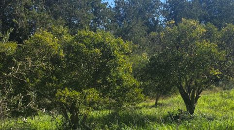 Photo 5 of Land for sale in Camí de Bendrís, 8, Manacor Centre, Manacor