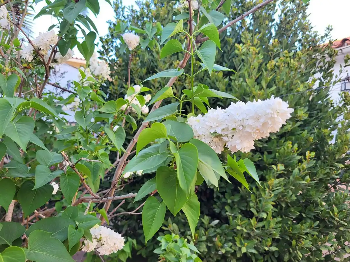 Jardí de Casa o xalet en venda en Sisante