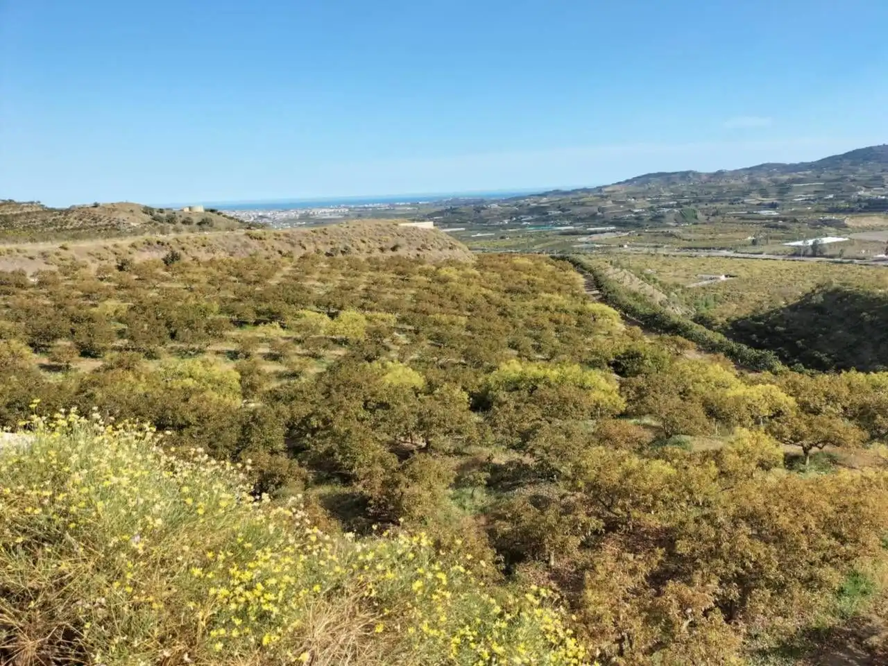Terreny rústic en venda a Vélez-Málaga ciudad, imagen 6
