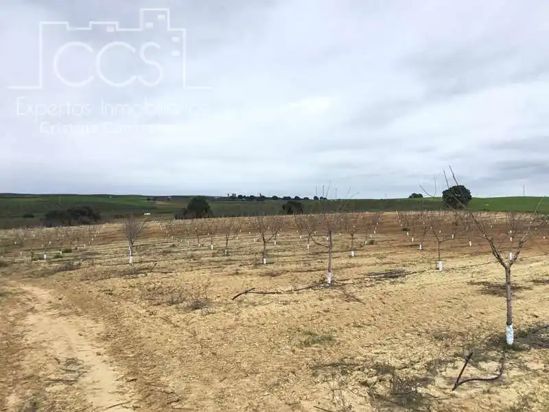 Terreno rústico en venta en Huévar del Aljarafe, imagen 17
