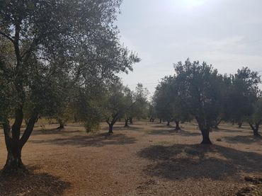 Rustikales Grundstück zum Verkauf in La Galera