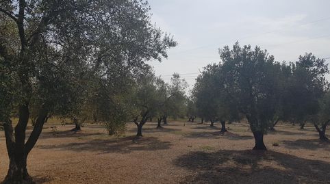 FINCA EN LA GALERA CON OLIVOS