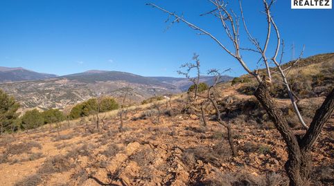 Gran finca rústica en venta en Alcolea, imatge 5