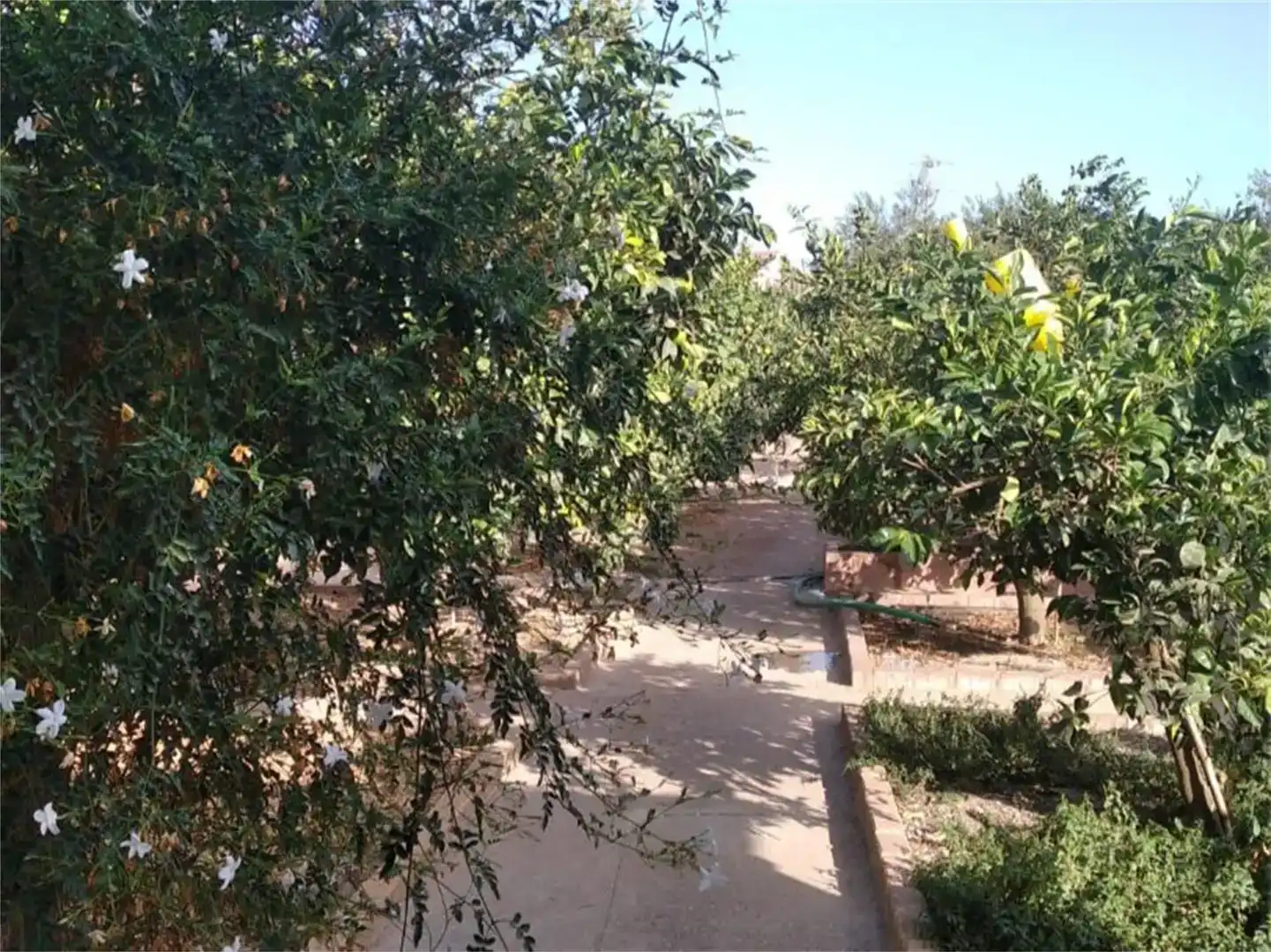 Jardí de Finca rústica en venda en Almodóvar del Río amb Aire condicionat i Piscina