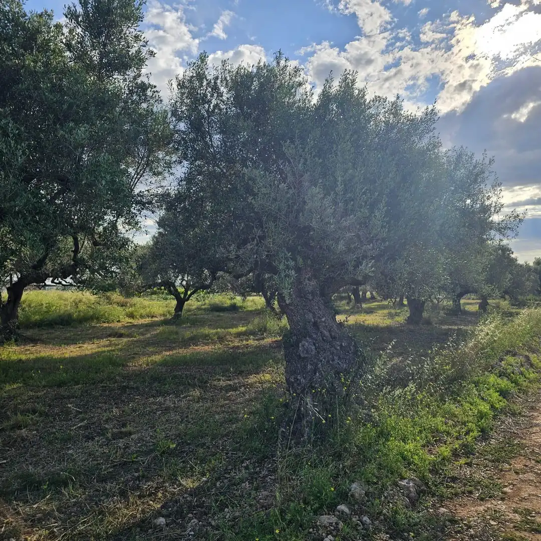 Terrain rustique à vendre à Casc Antic, imagen 4