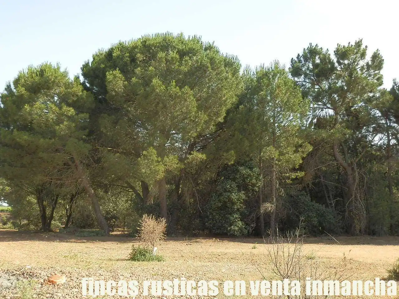 Terreni e lotti in vendita a Pozoamargo, imagen 5
