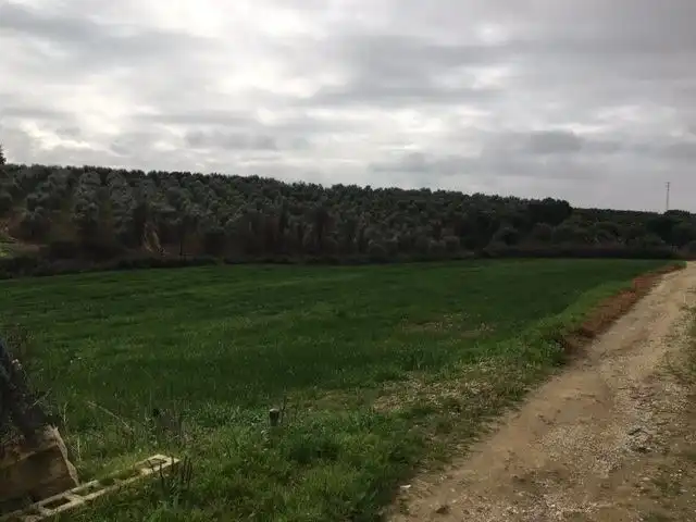Terreno rustico in vendita a Alcolea del Río, imagen 7