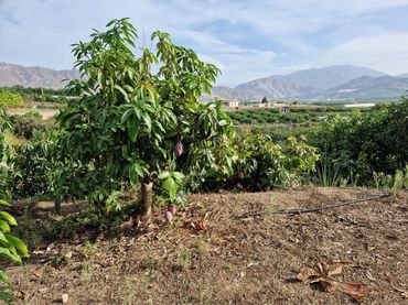 Terreni e lotti in vendita a Centro