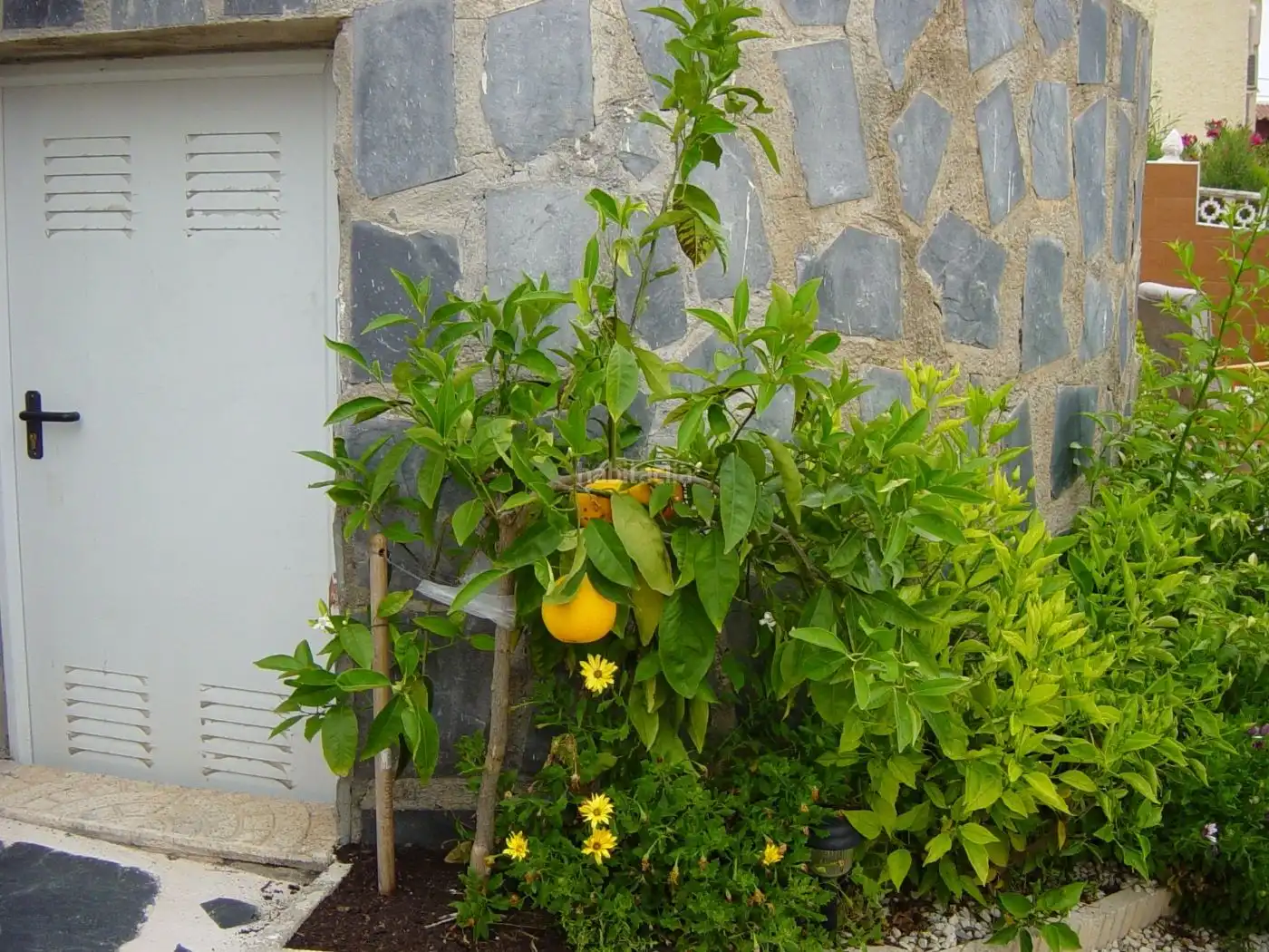 Detached house for sale in Calle Elche 2632, imagen 14