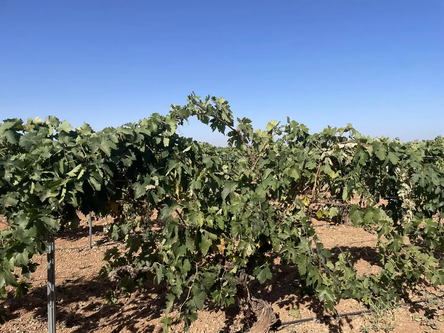 Rural land for sale in Argamasilla de Alba, imagen 15