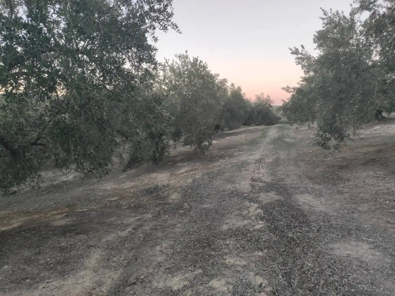Rural land for sale in Calle TERMINO DE NUEVA CARTEYA, imagen 2