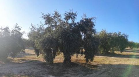 OLIVAR ENTRE LUQUE Y ALBENDIN, immagine 5