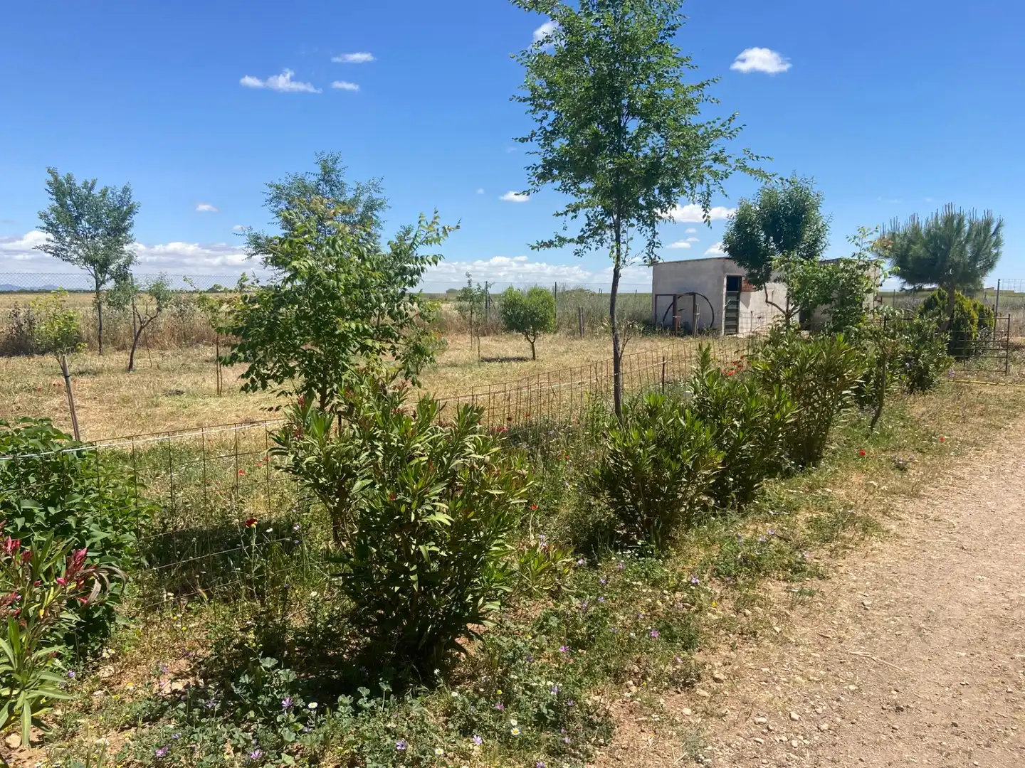 Terreny residencial en venda a Camino Camino de Torralba de Calatrava, imagen 8