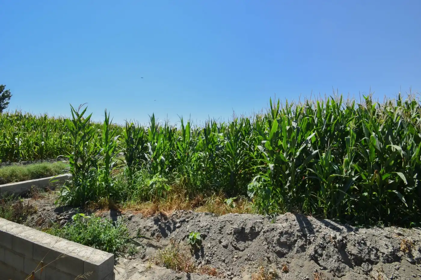 Rural land for sale in Calle PEREGRINA, imagen 6