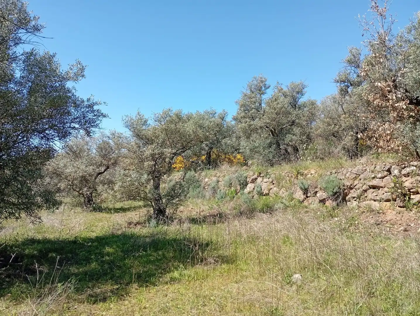 Terreni e lotti in vendita a Valverde de la Vera, imagen 29