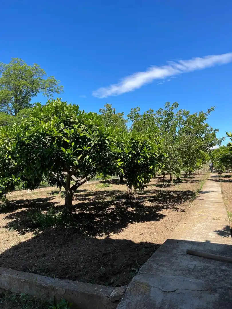 Casa o xalet en venda en Ulldecona amb Jardí privat i Terrassa