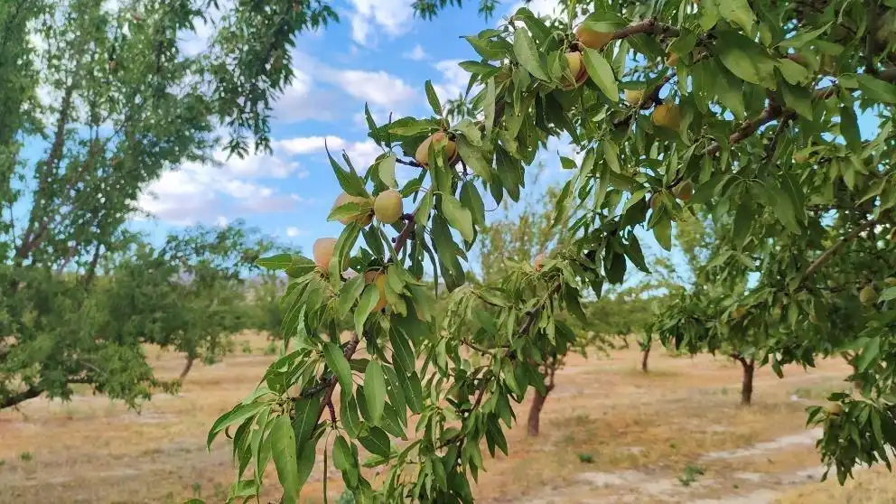 Jardín de Terreno en venta en Huélago