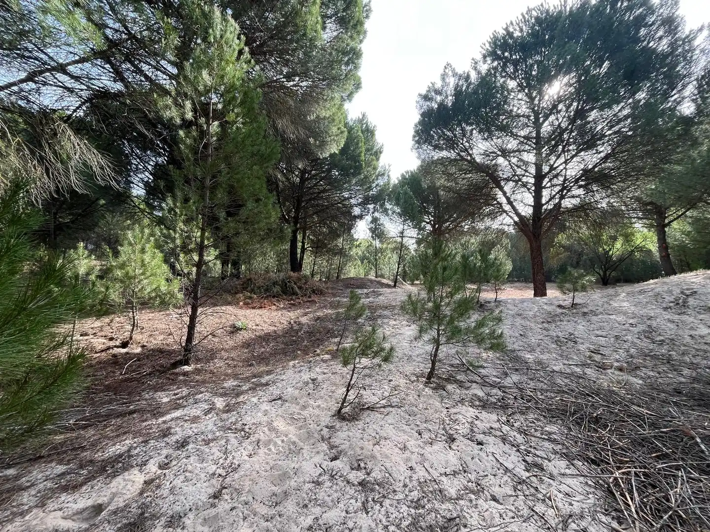 Terreno en venta en Tudela de Duero