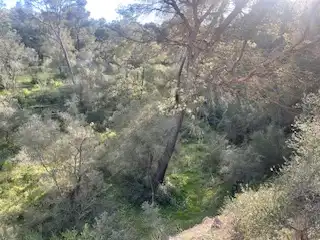 Rural land for sale in Sant Llorenç des Cardassar, imagen 6