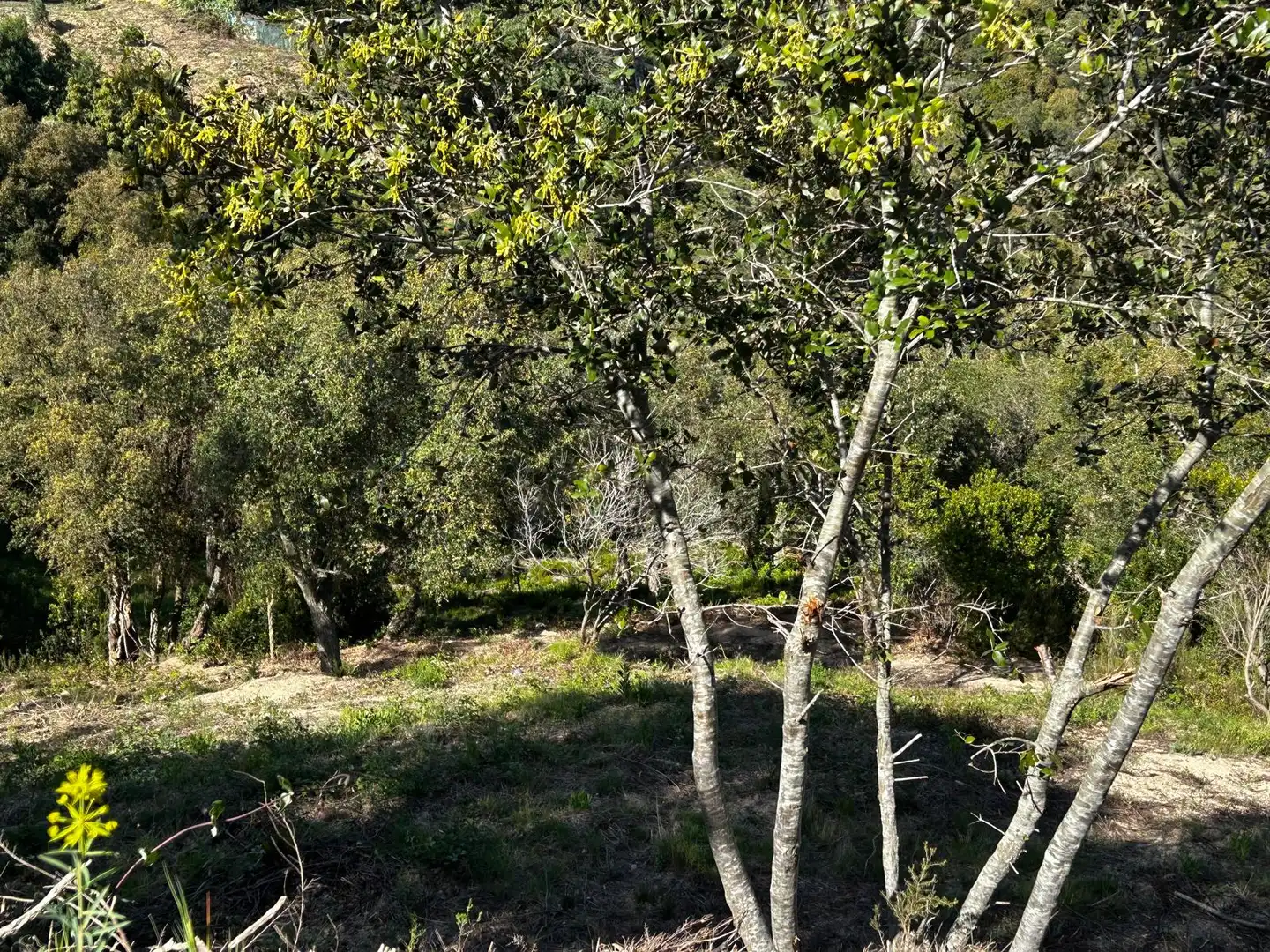 Wohnbaugrundstück zum Verkauf in Lloret Residencial - Montlloret, imagen 4