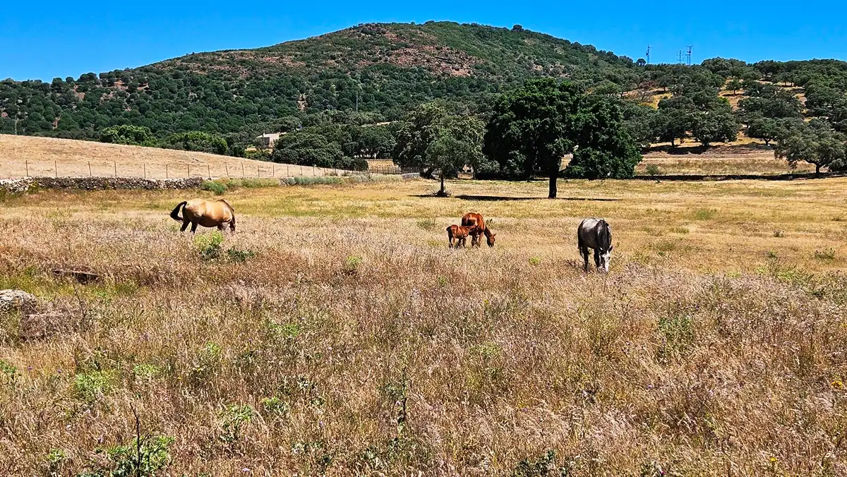 Vista exterior de Casa o chalet en venta en Higuera de la Sierra con Aire acondicionado, Jardín privado y Terraza
