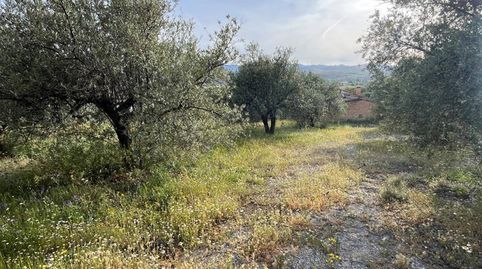 FINCA RÚSTICA CERCA DE LA LAGUNA DE PADUL, immagine 3