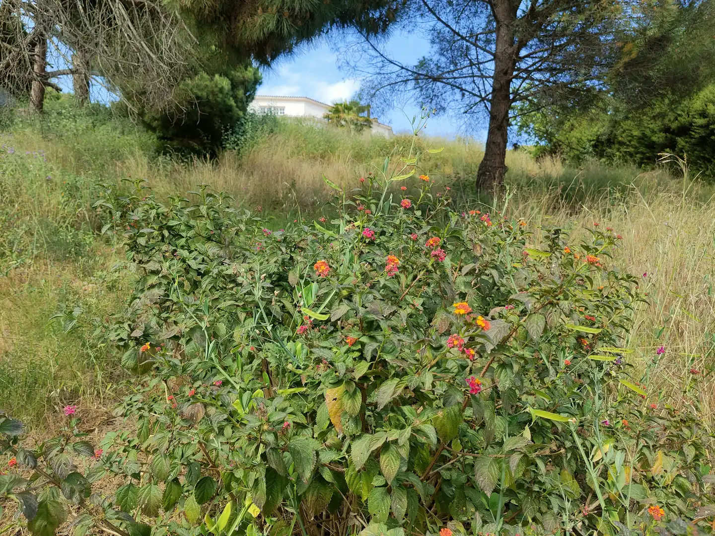 Residential land for sale in Calella