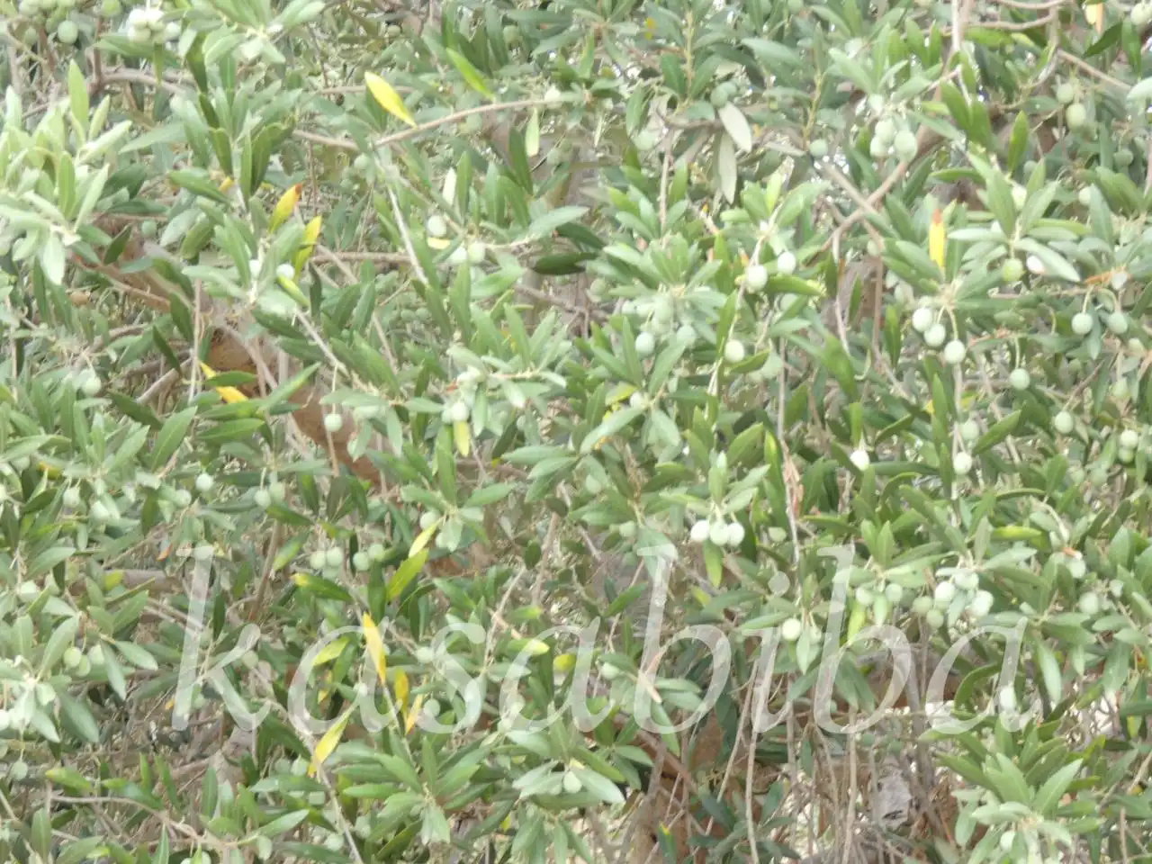 Garten von Grundstücke zum Verkauf in Pedralba