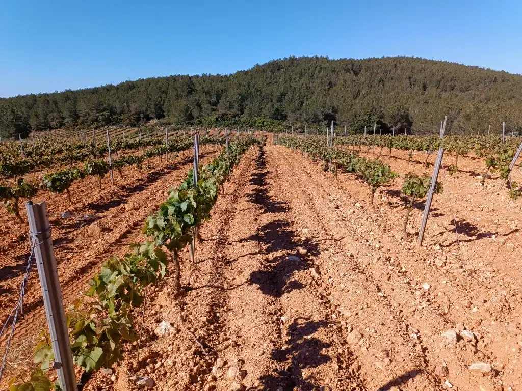 Rustikales Grundstück zum Verkauf in Sant Julià, imagen 9