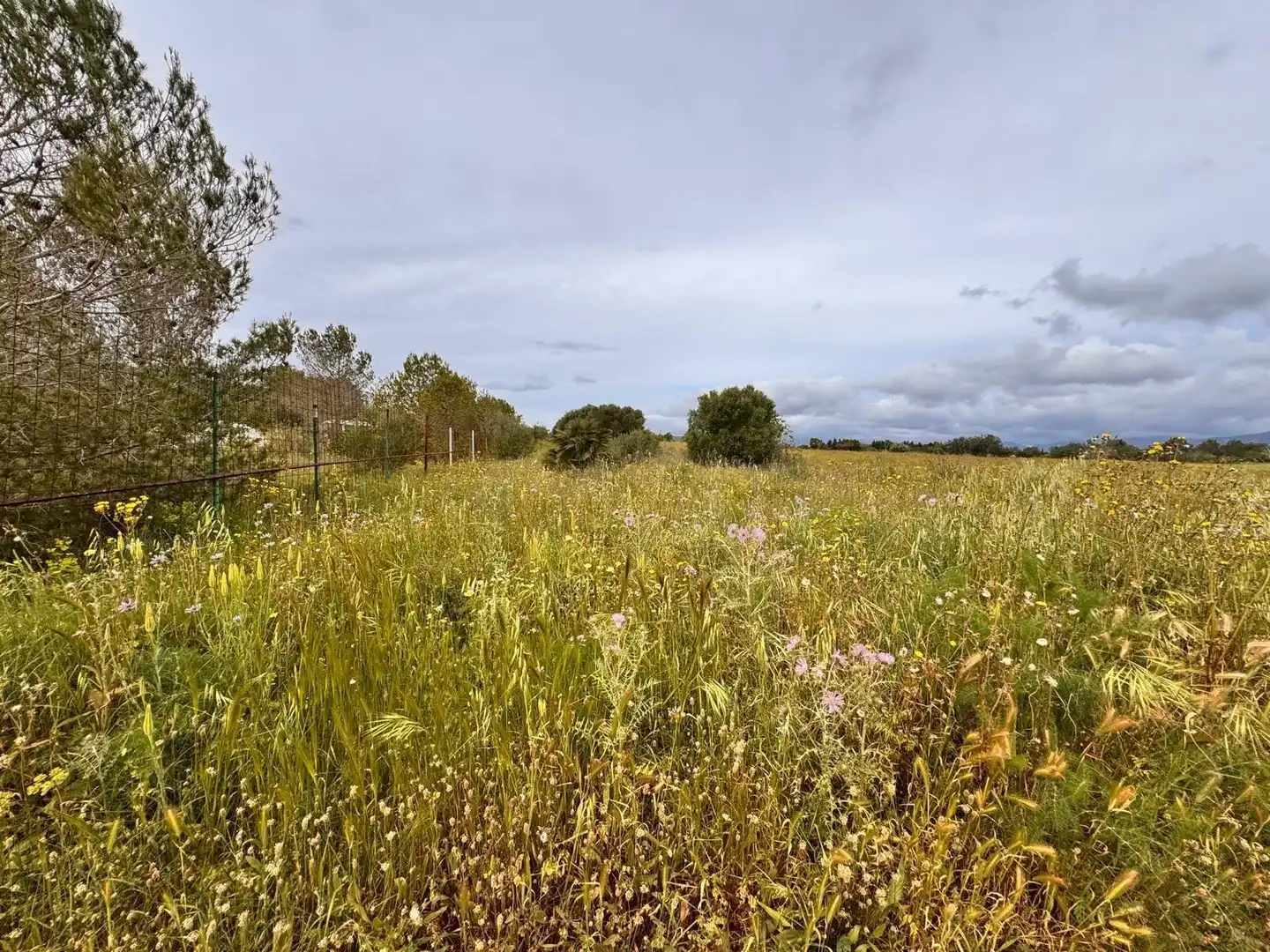 Fabrik Grundstücke zum Verkauf in Santa Eugènia