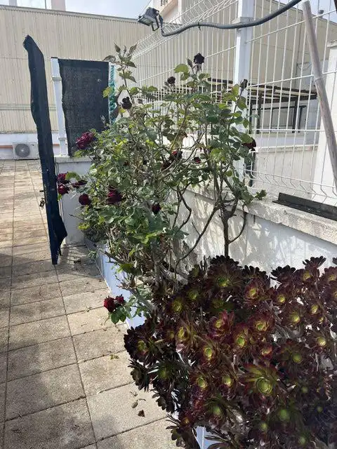 Garden of Flat for sale in La Ràpita  with Terrace and Storage room