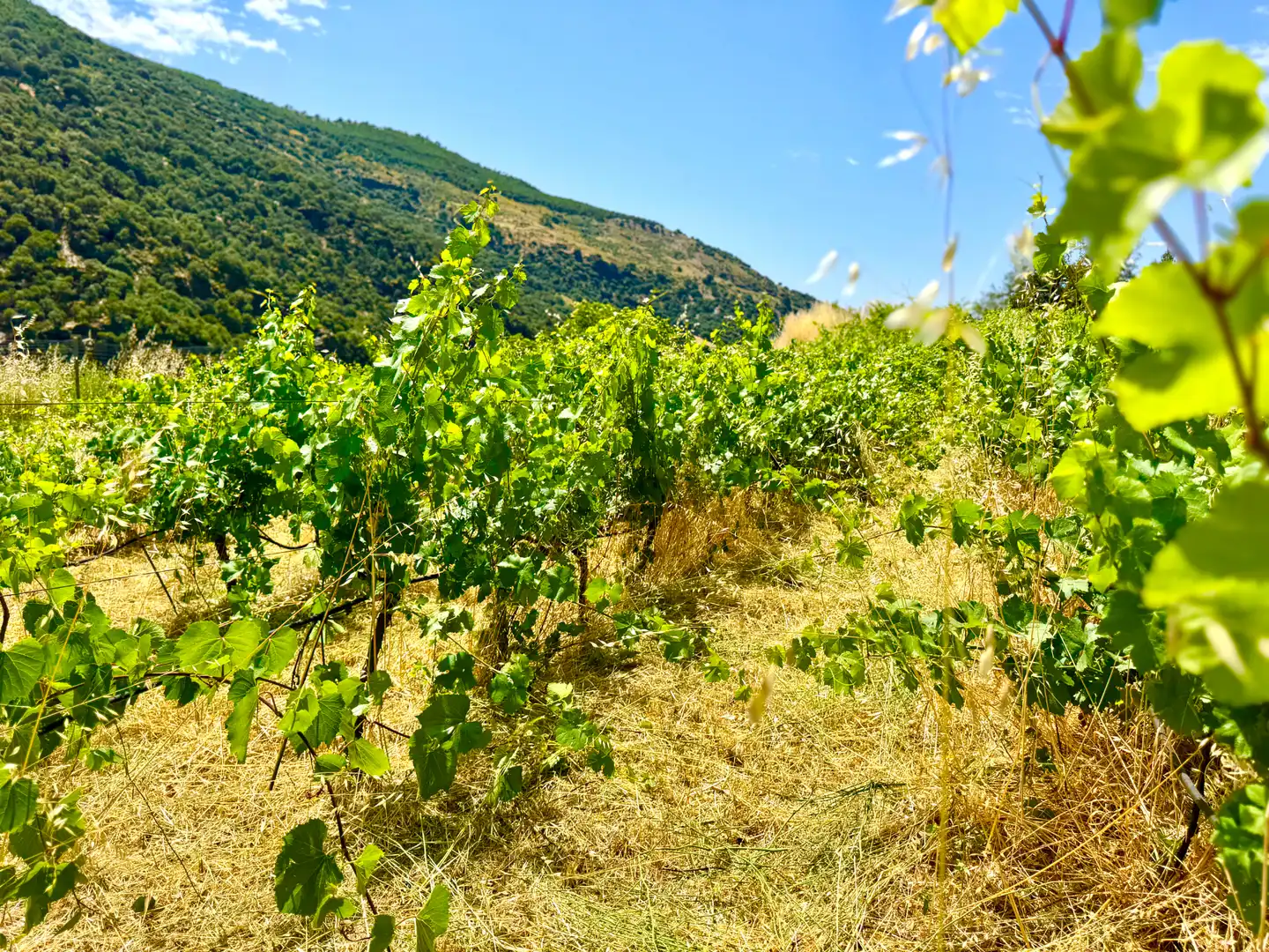 Terreni e lotti in vendita a Alpujarra de la Sierra, imagen 12