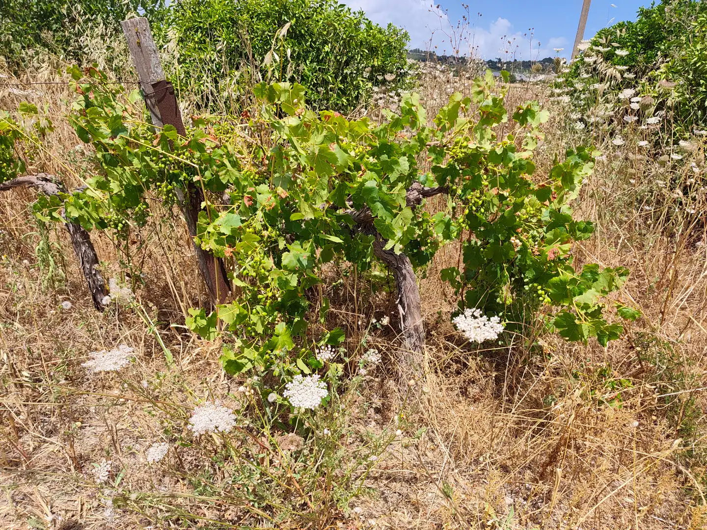 Terreno en venta en Sant Joan