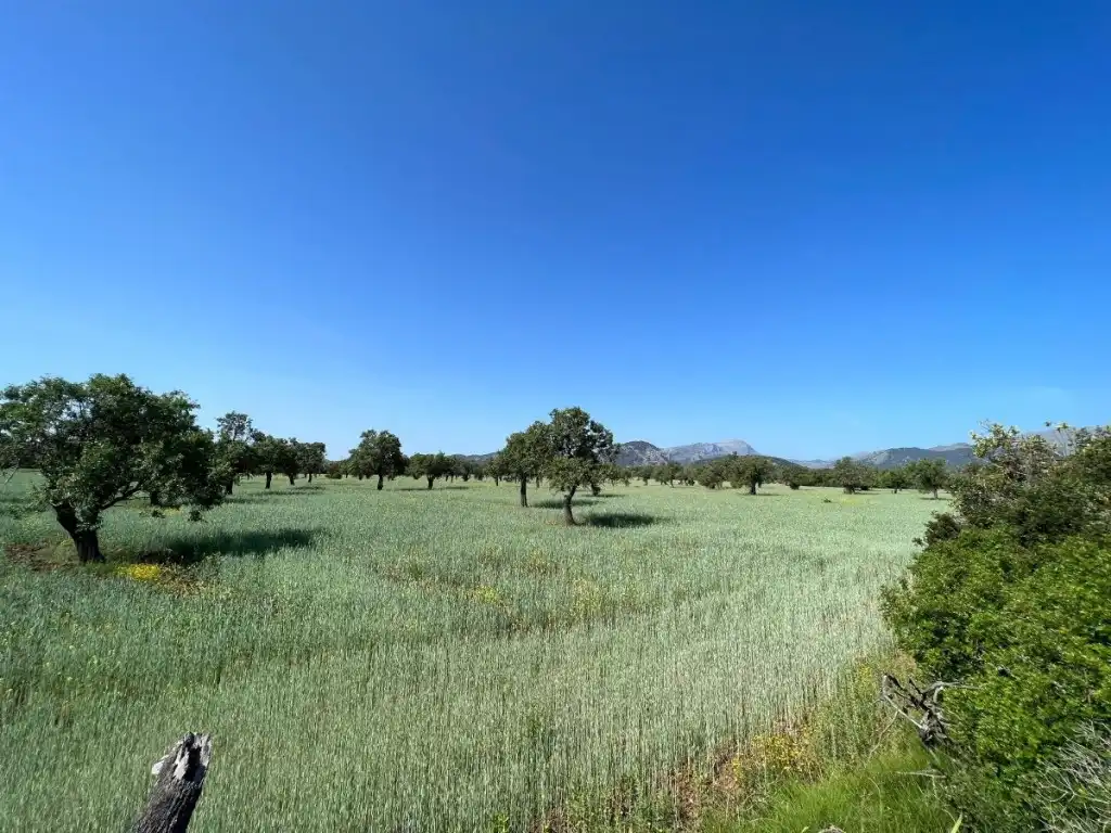 Terreno rustico in vendita a Pollença Poble