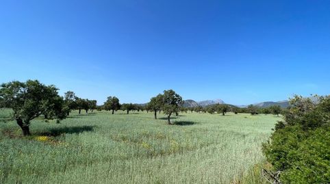 Terreno rústico situado entre Pollença y Puerto de Pollença