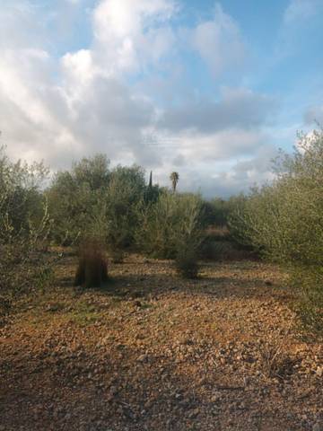 Terreno en Venta en N/A en Santa Eugènia