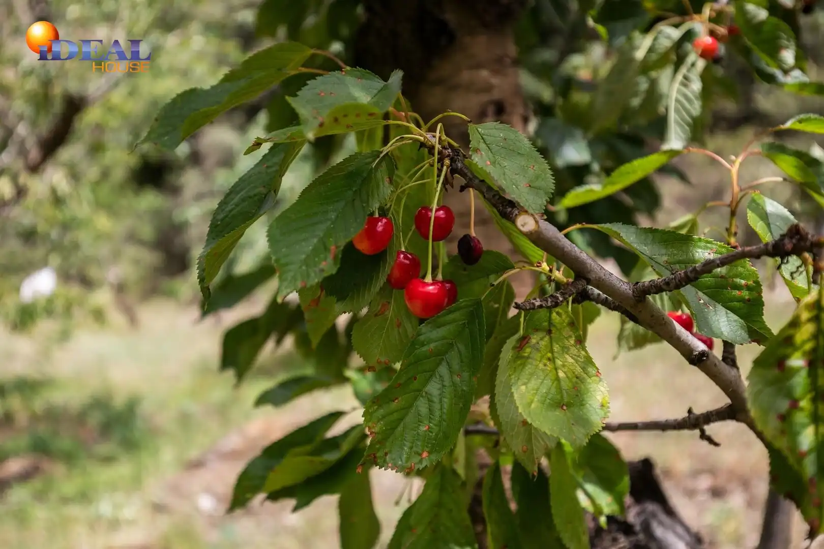 Terreni e lotti in vendita a Majadillas, imagen 48