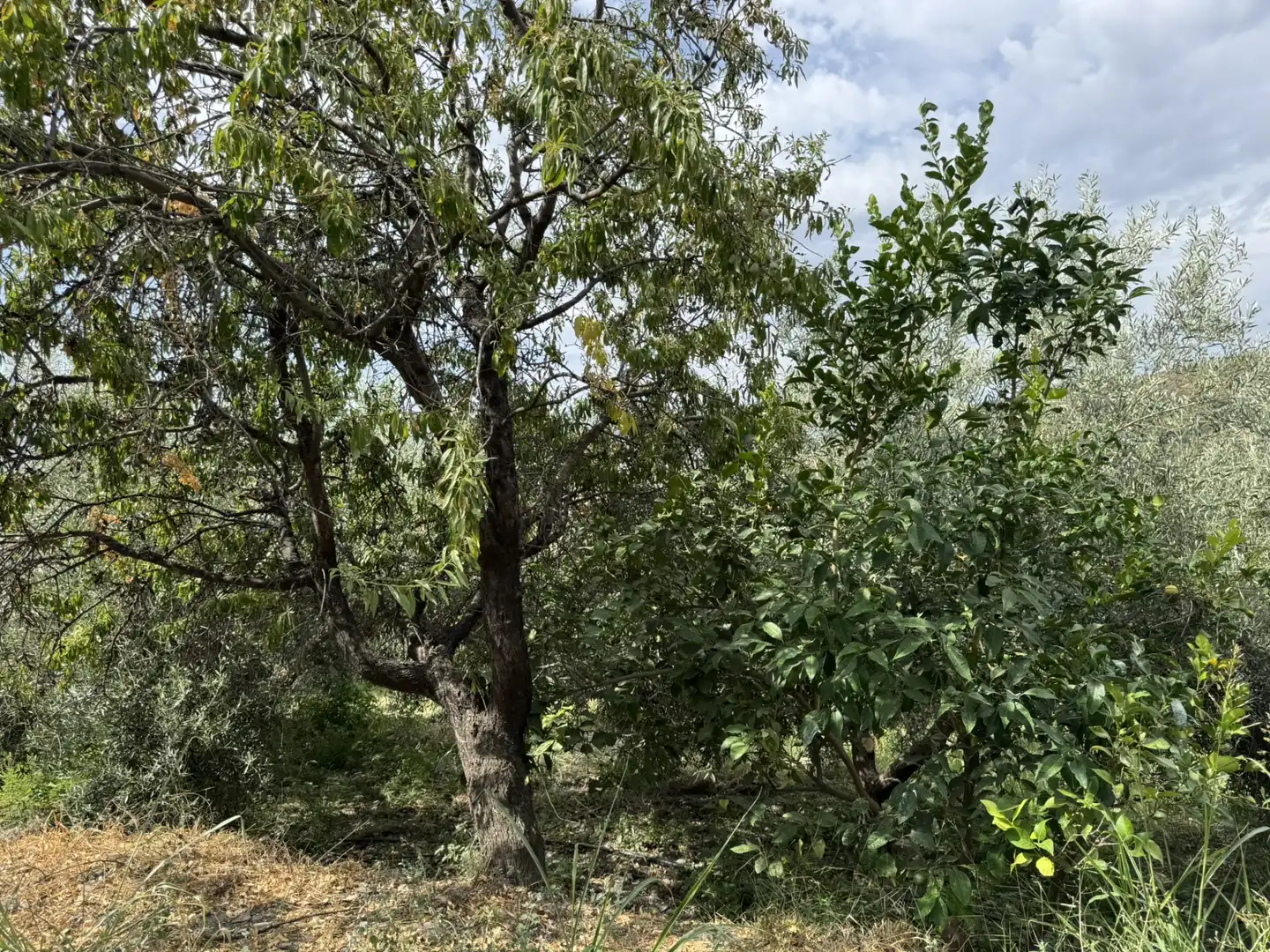 Terreny en venda en Ohanes