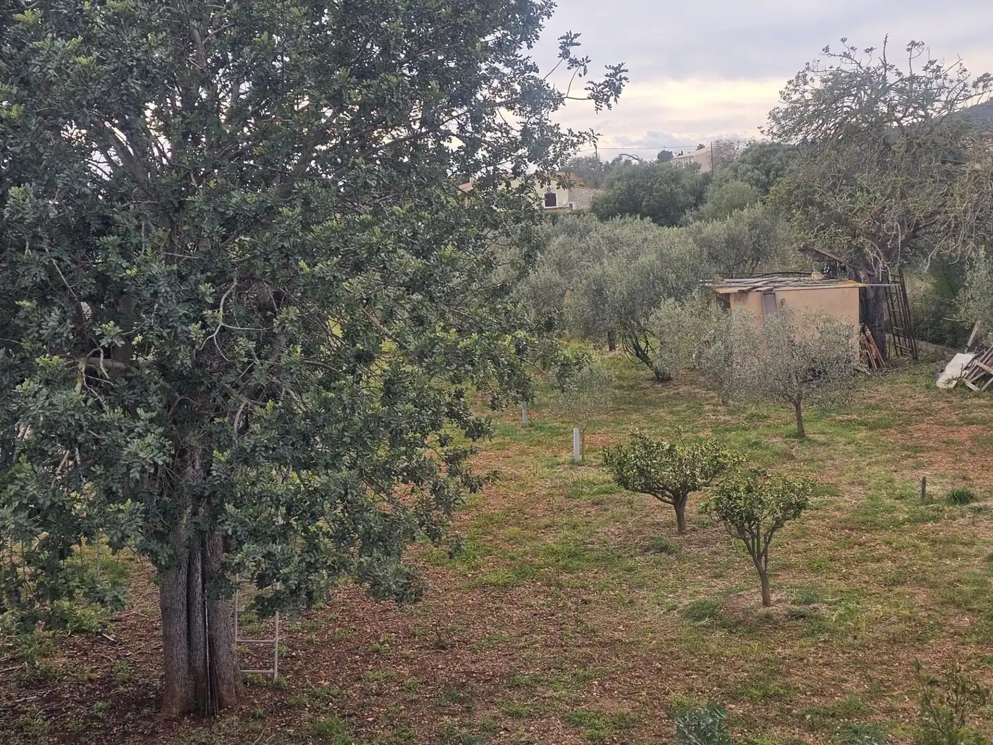 Maison rustique avec piscine à vendre à Llucmajor pueblo, imagen 53