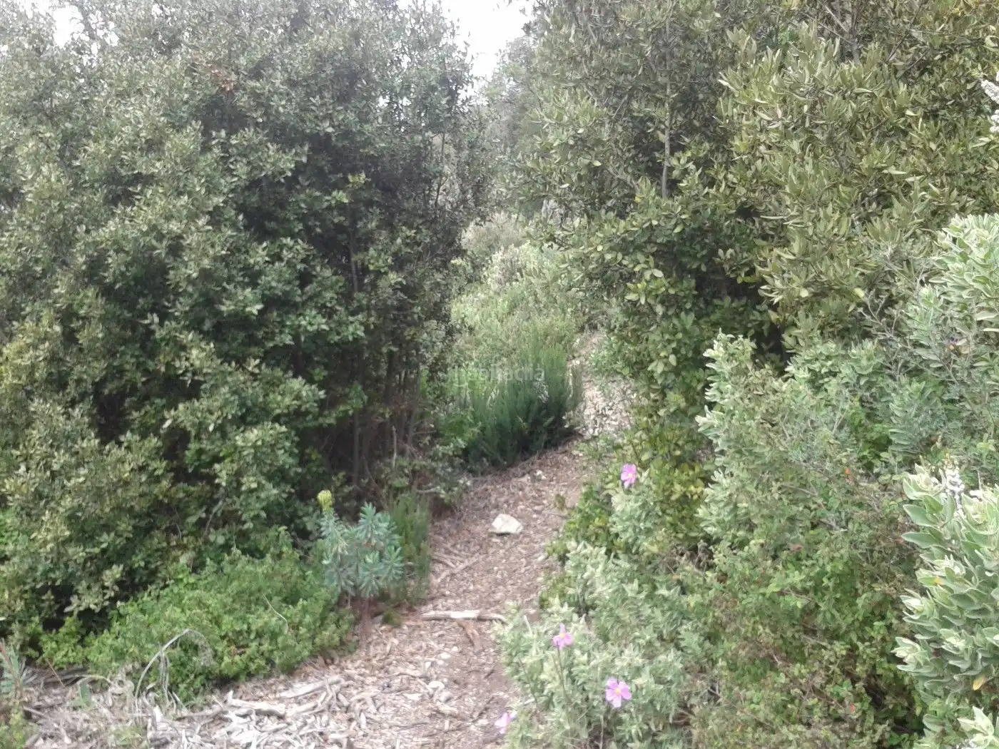 Terreno rustico in vendita a Carrer Puig Rodo 26, imagen 5