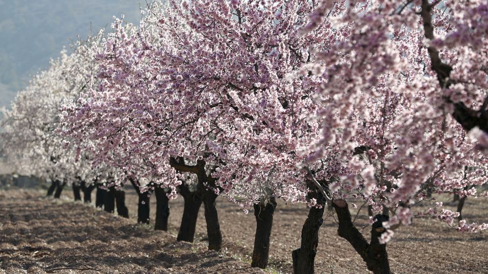 Garten von Grundstücke zur Miete in Rueda de Jalón