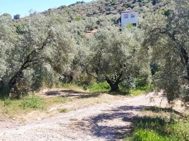 Terreno rustico in vendita a Cabra