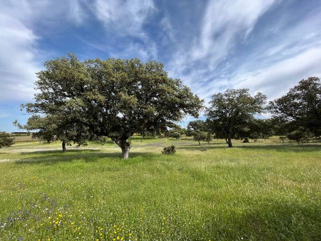 Terreno residencial en Venta en Calera y Chozas