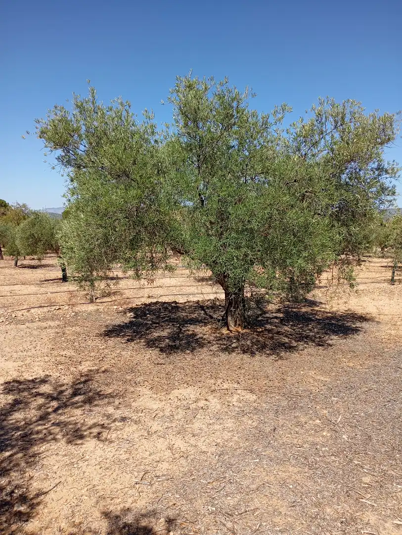 Terreny rústic en venda a Campo de Mirra / El Camp de Mirra, imagen 8