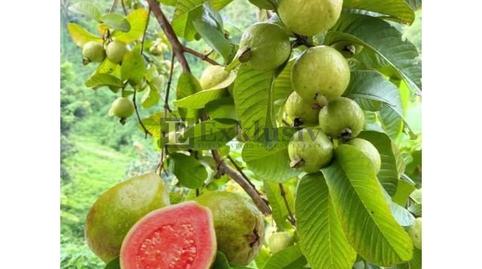 Foto 5 de Finca rústica en venda a La Esperanza - Llano del Moro, El Rosario