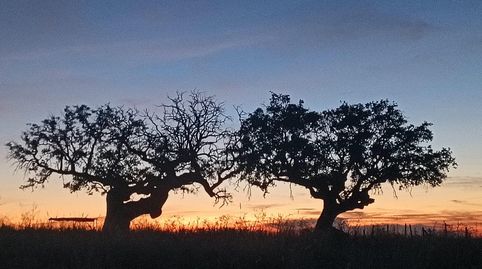 Foto 4 de Finca rústica en venda a Horcajo Medianero, Salamanca