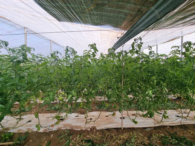 Terreno en Venta en Santa Fe de Mondújar