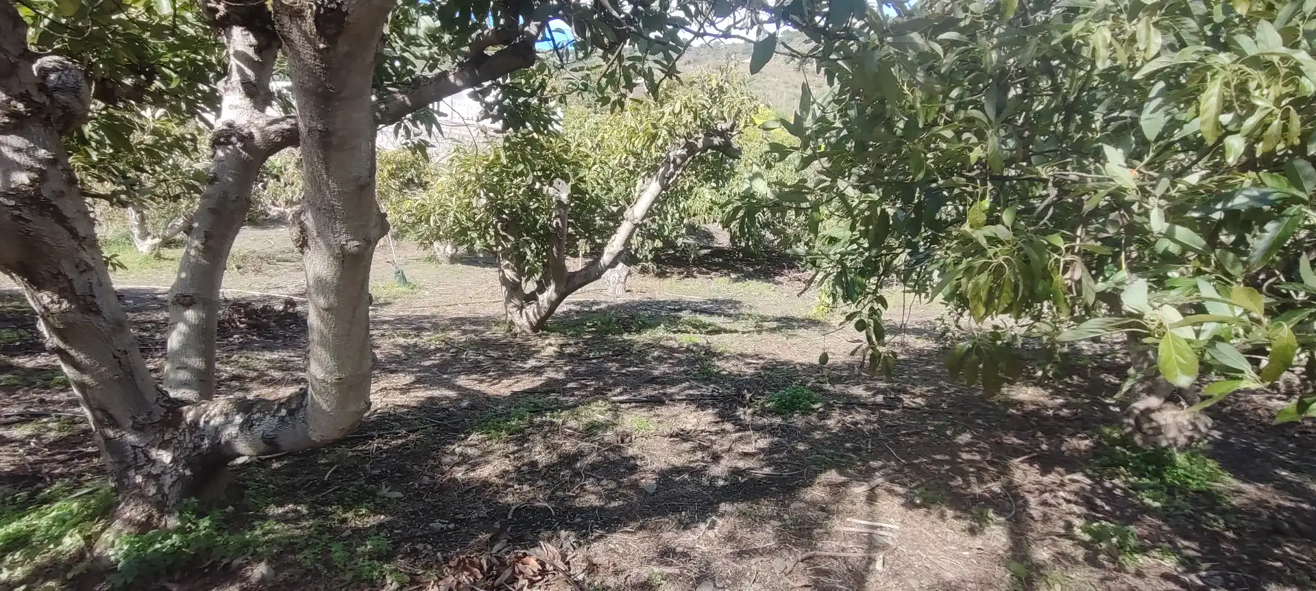 Casa rústica en venta en Torrox Pueblo, imagen 29