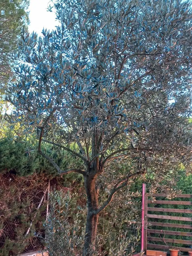 House with pool for sale in Can Massuet del Far, imagen 10