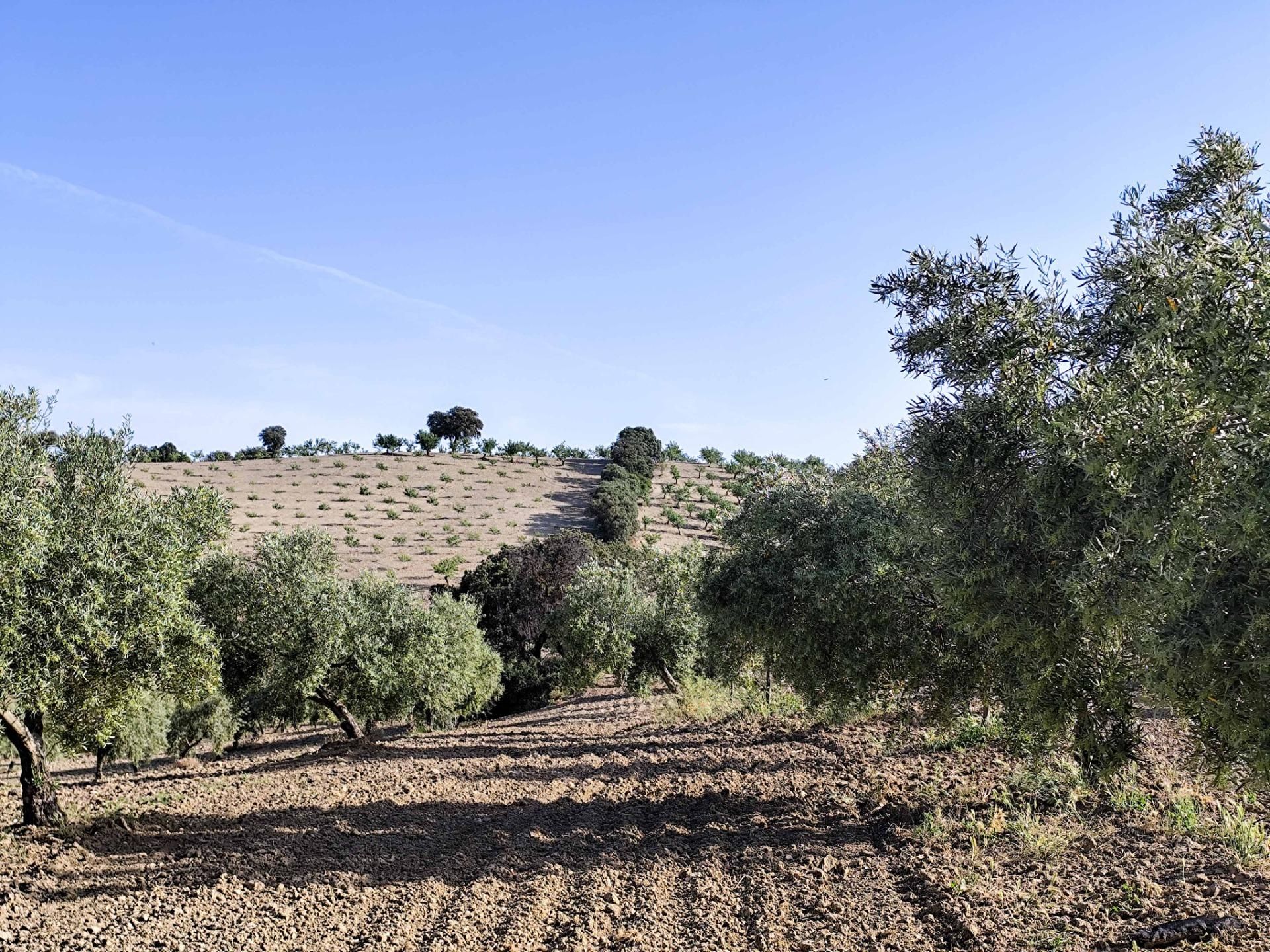 Land for sale in Cacín